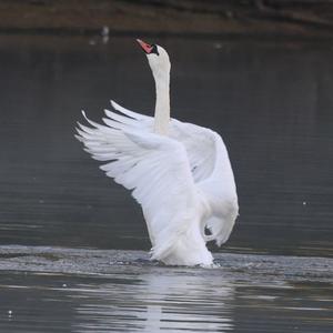 Höckerschwan