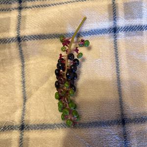 Unknown Species