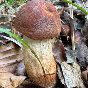 Red-capped Scaber Stalk