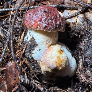 Kiefernsteinpilz