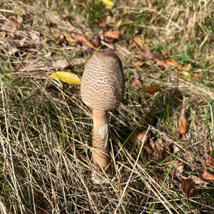 Parasol Mushroom