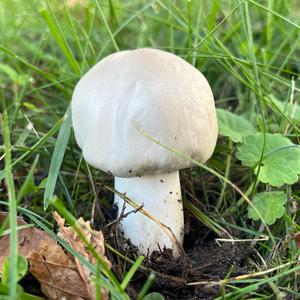Weißer Giftchampignon