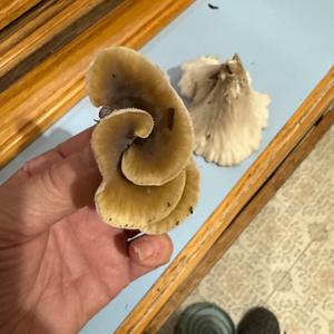 Unknown Species