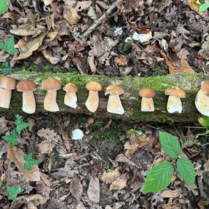 Summer Bolete