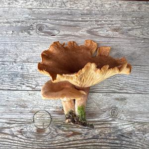 Unknown Species