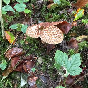 Unknown Species