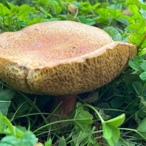 Red-cracked Bolete