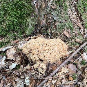 Eastern Cauliflower Mushroom