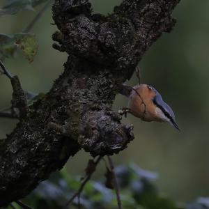 Wood Nuthatch