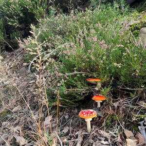 Fly Agaric