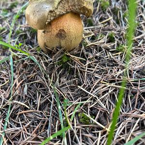 Unknown Species