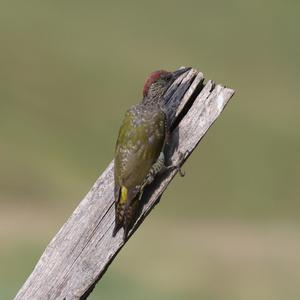 Grünspecht
