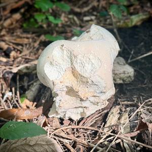 Giant Puffball