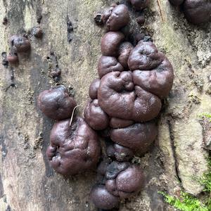 Unknown Species