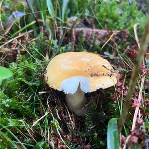 Yellow-ochre Russula