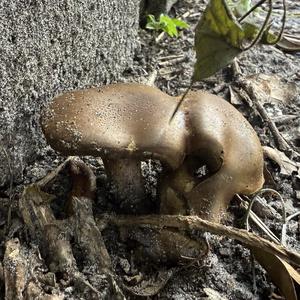 Unknown Species