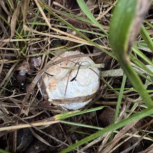 Caesar´s Mushroom
