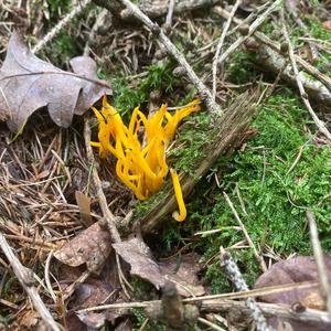 Unknown Species