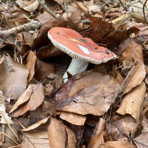 Unknown Species