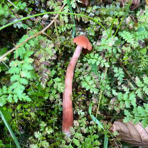 Unknown Species