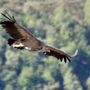 Griffon Vulture