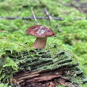 Bay Bolete