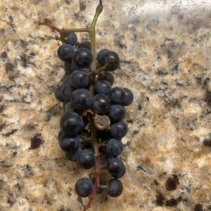 Unknown Species