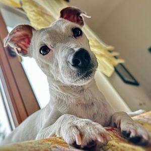 Jack Russell Terrier