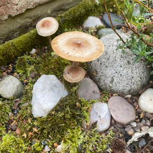 Unknown Species