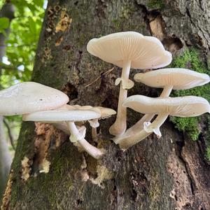 Unknown Species