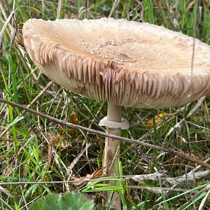 Parasol Mushroom