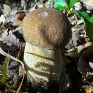Summer Bolete