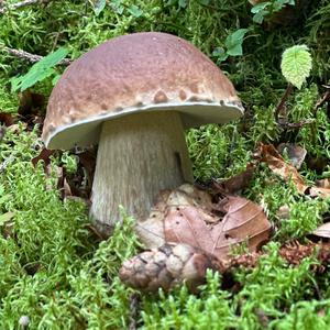 King Bolete