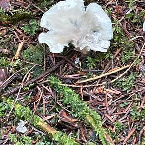 Unknown Species