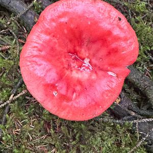 Unknown Species