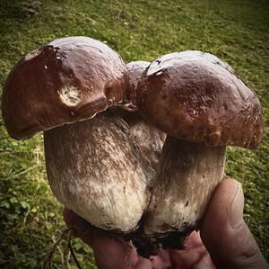 King Bolete