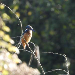 Eisvogel