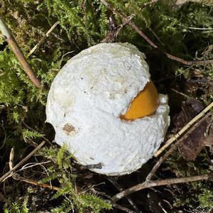 Caesar´s Mushroom