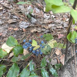 Unknown Species