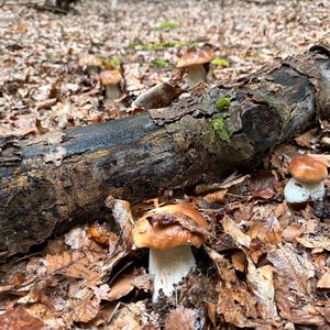 King Bolete