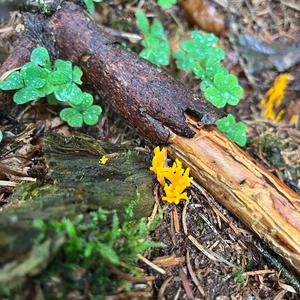 Yellow Tuning Fork