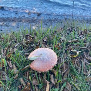 Fly Agaric