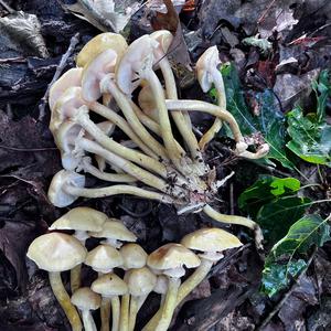 Honey Mushroom