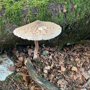 Parasol