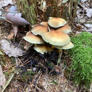 Unknown Species