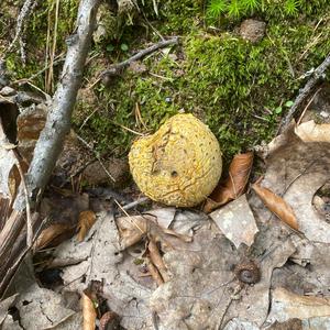 Unknown Species