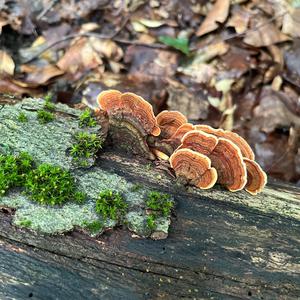 Unknown Species
