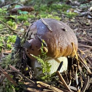Steinpilz