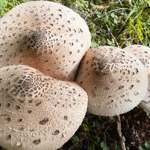 Unknown Species