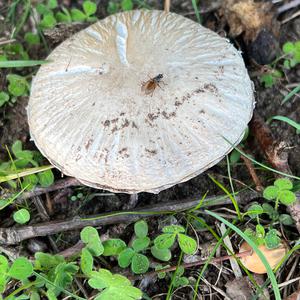 Unknown Species